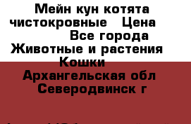 Мейн-кун котята чистокровные › Цена ­ 25 000 - Все города Животные и растения » Кошки   . Архангельская обл.,Северодвинск г.